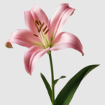 Profile photo of FamilyofLove