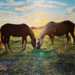 Profile photo of Christa-Nevaeh