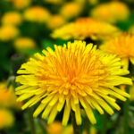 Profile photo of Aerish